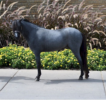 The Stallions of Hyde Away Ranch